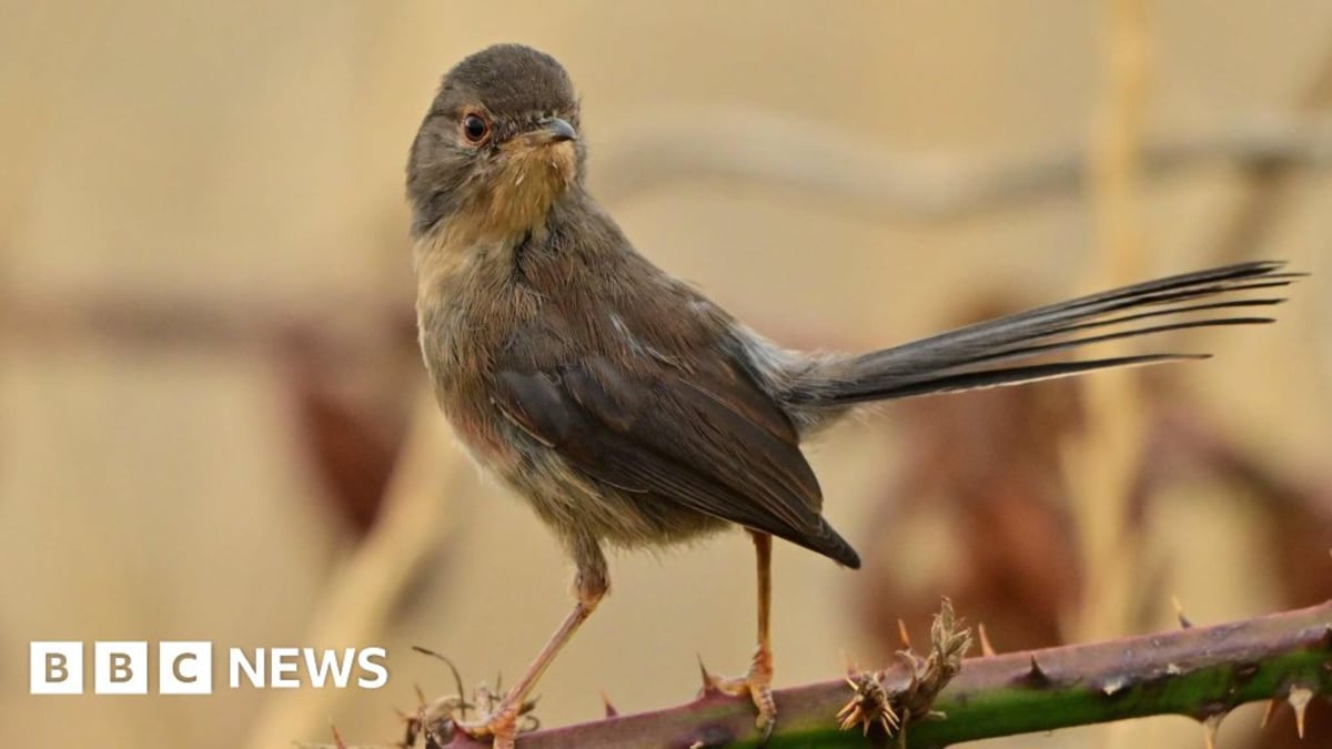 Wildlife Thrives After Fire Ravages Suffolk Heathland