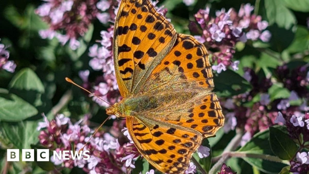 6-Year-Old Spots Rare Butterfly at Cornwall Garden
