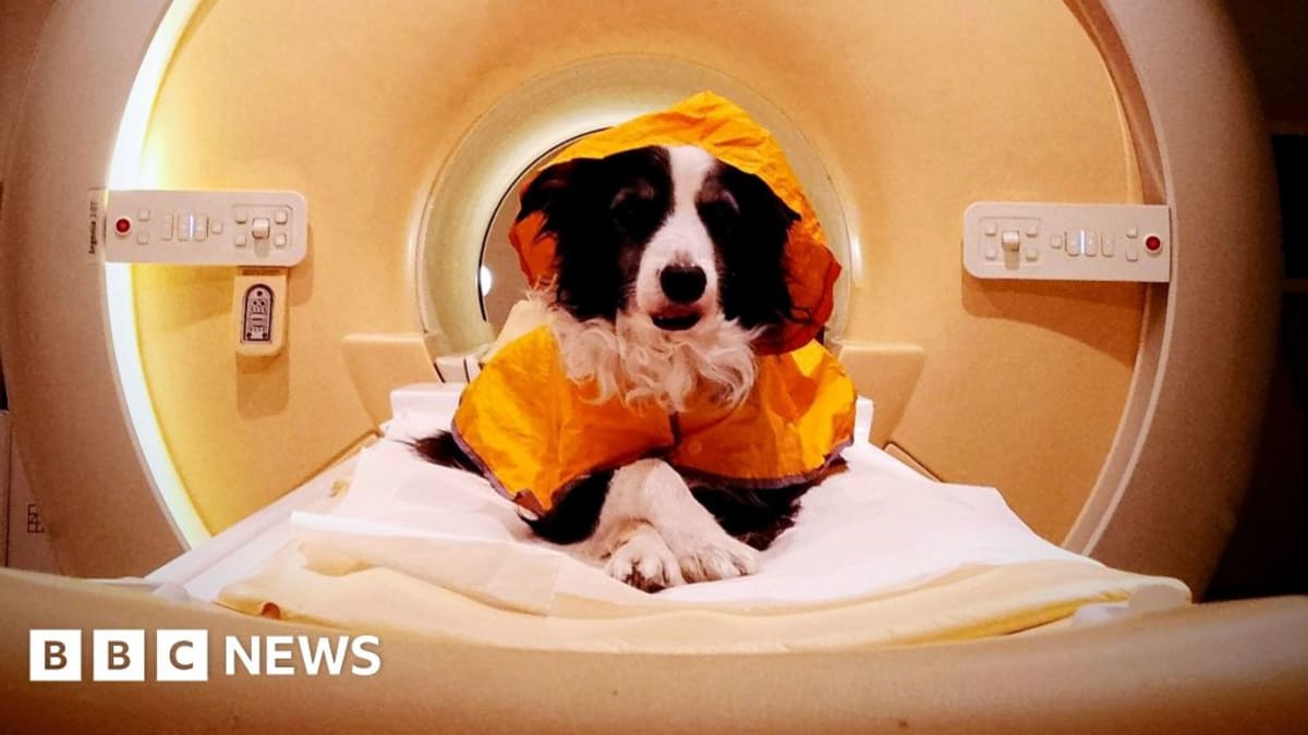 Border collie dog sitting calmly inside brain scanner while participating in emotion recognition research study