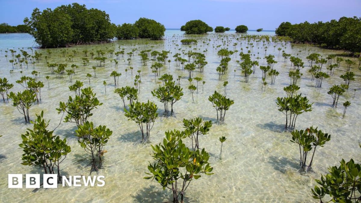 Mangrove Forests Make Comeback After Decades of Loss