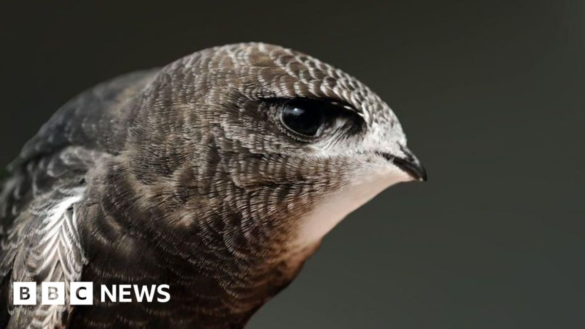 Cambridge College Helps Save Endangered Swifts