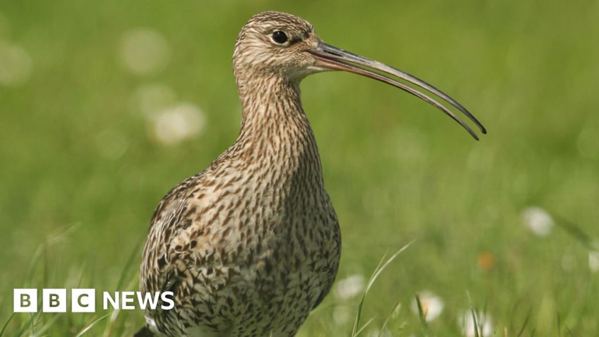Endangered Curlew Returns Home to Breed After Conservation