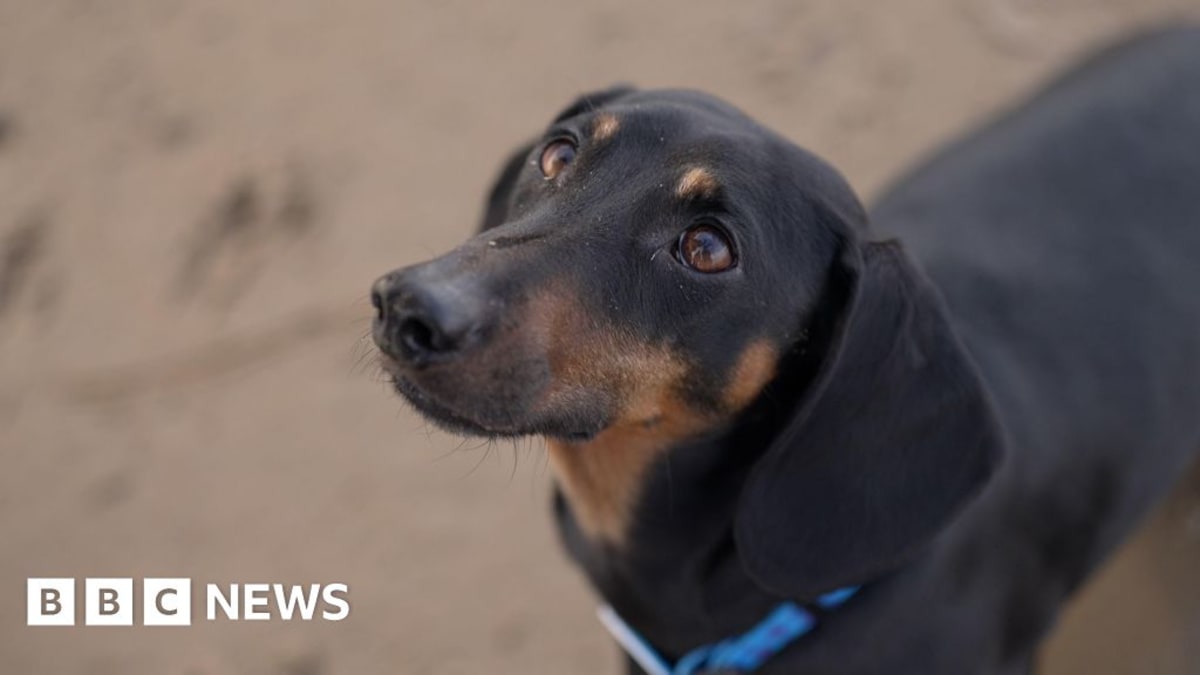 Ancient dog jawbone fragment from Somerset cave displayed at Natural History Museum