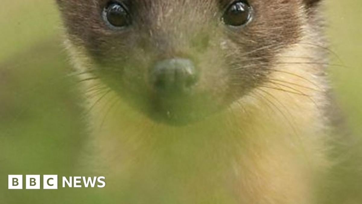 ** Fluffy pine marten kit with cream-colored bib exploring woodland on Exmoor National Park