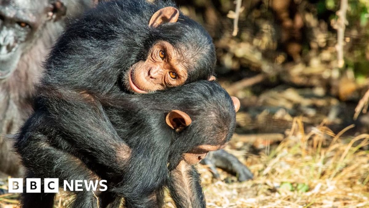 Two juvenile chimpanzees embracing in a tender hug at wildlife sanctuary
