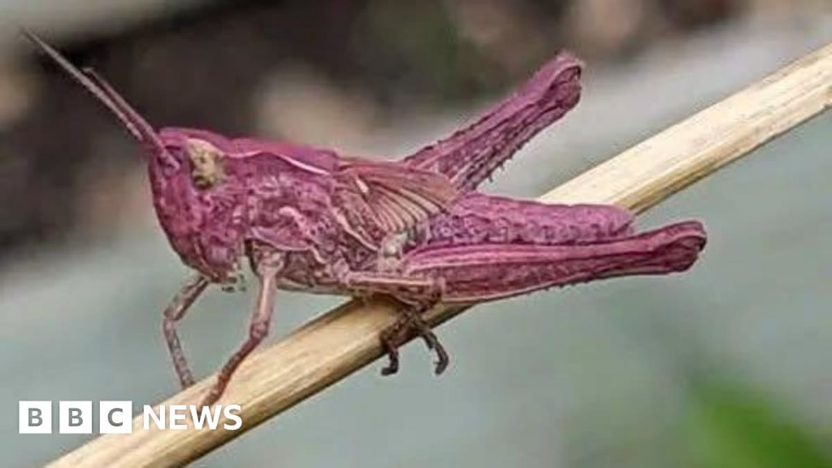 Bright pink baby grasshopper sitting on green grass in English garden