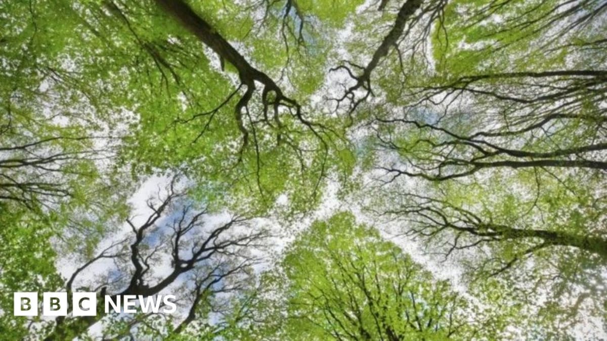 Young trees planted in rows across green farmland in Cornwall, England countryside