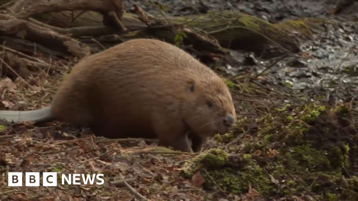 Beaver dam creating wetland habitat with gnawed tree stumps in Dorset nature reserve