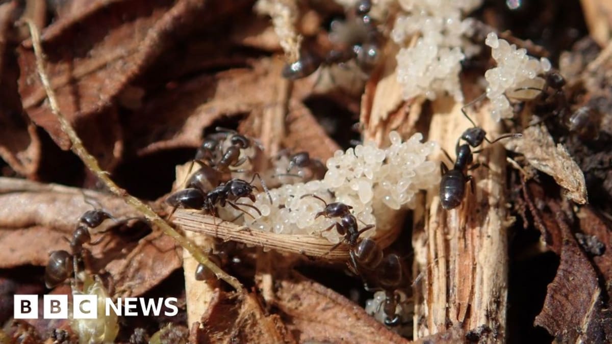 Devon Project Aims to Double England's Rarest Ant Colony