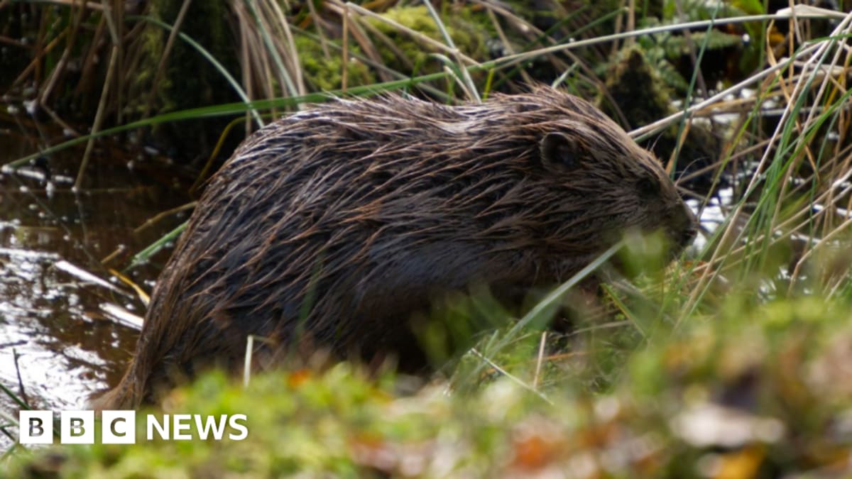 Beavers Return to England to Fight Drought and Restore Life
