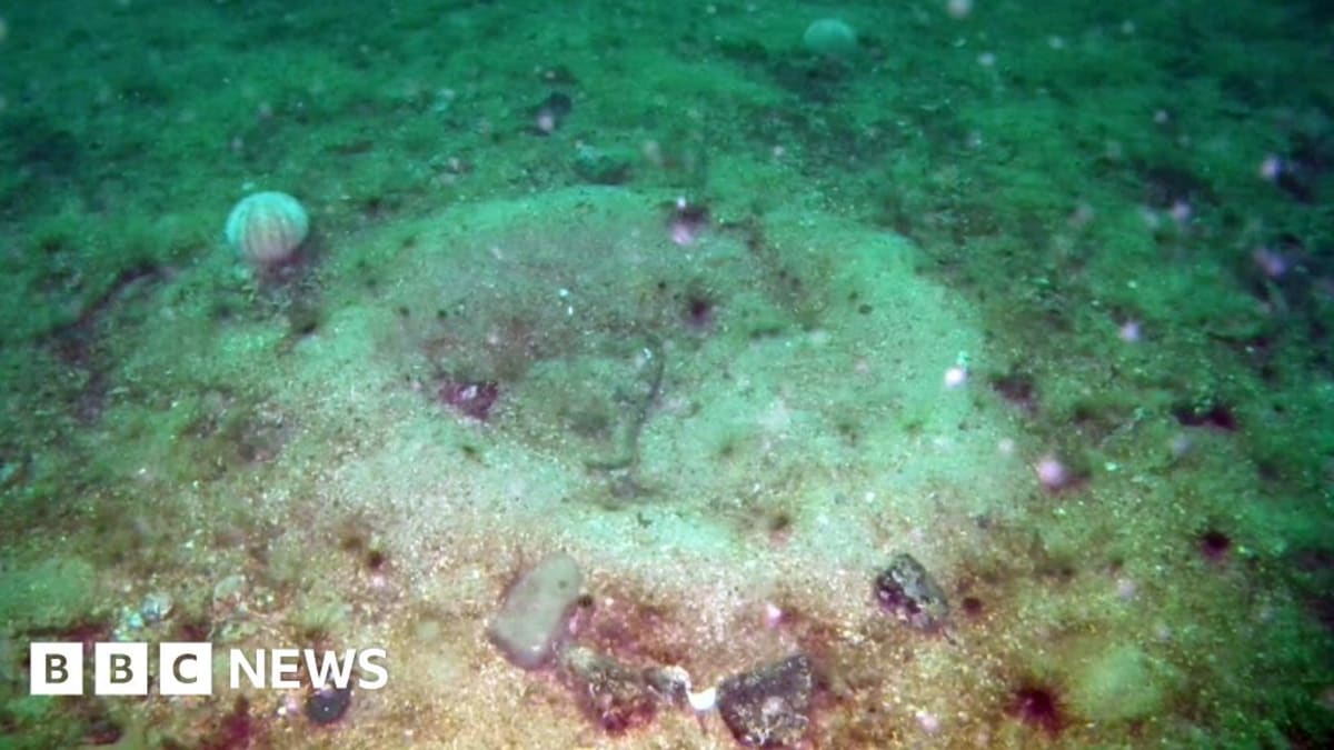 Underwater drone footage showing sea life returning to previously damaged Scottish seabed
