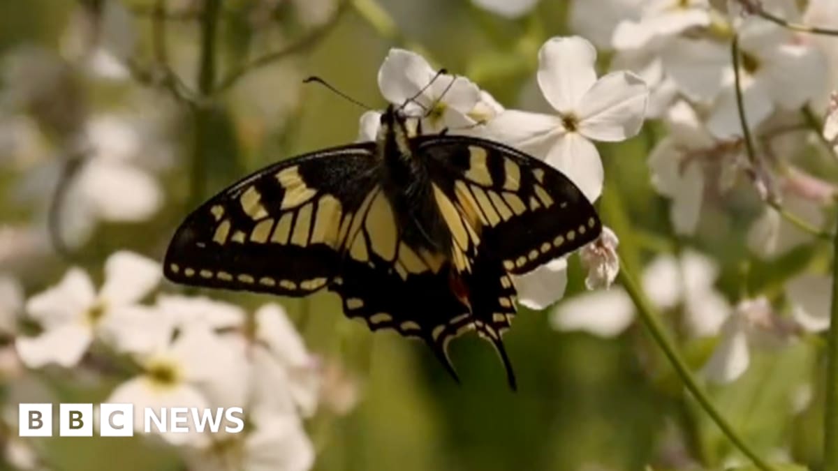 Swallowtail butterfly with distinctive yellow and black striped wings perched on flowering plant