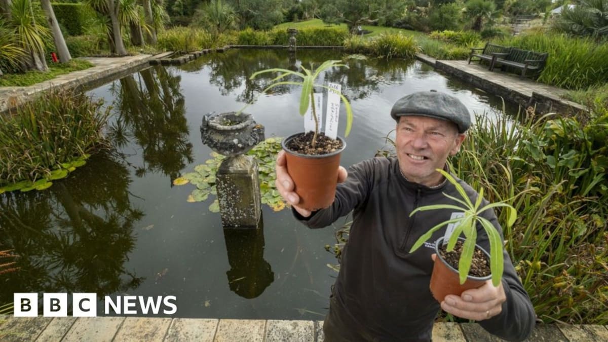Scotland Shelters Seedlings From World's Last Wild Tree