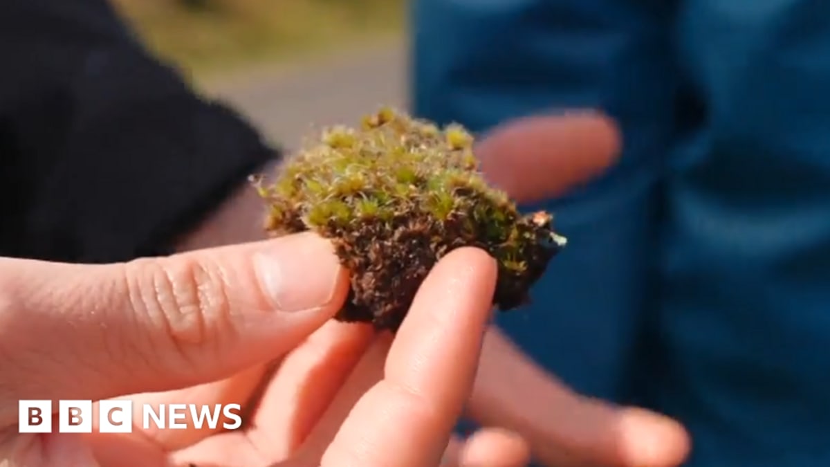 Brown ring of dead invasive moss killed by newly discovered fungus in Welsh countryside