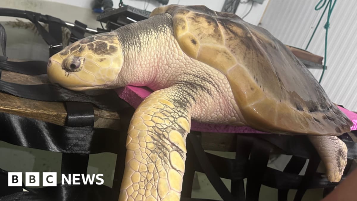 Rhossi the Kemp's ridley sea turtle being prepared for his 5,000-mile journey home to Gulf of Mexico