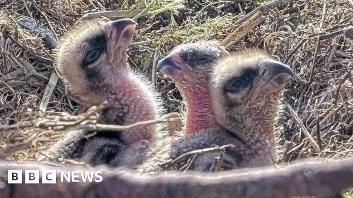 Seven Osprey Chicks Hatch at North Wales Conservation Site
