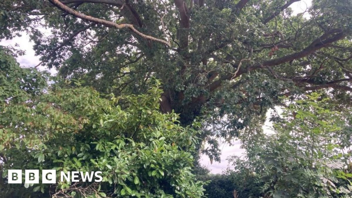 The ancient Honour Oak tree standing tall on Whitchurch Road in Tavistock, Devon