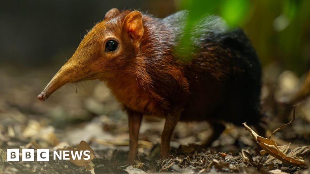 Zoo Celebrates Rare Elephant Shrew Birth