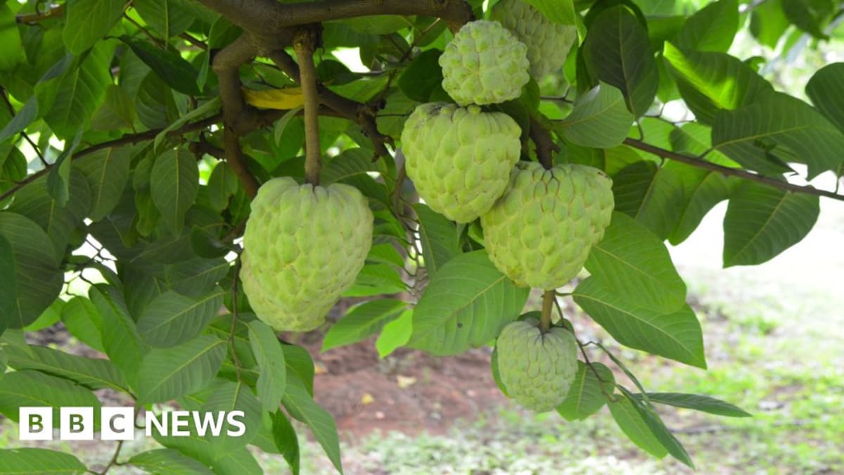 Knobbly green custard apple fruit cut open showing creamy white flesh inside
