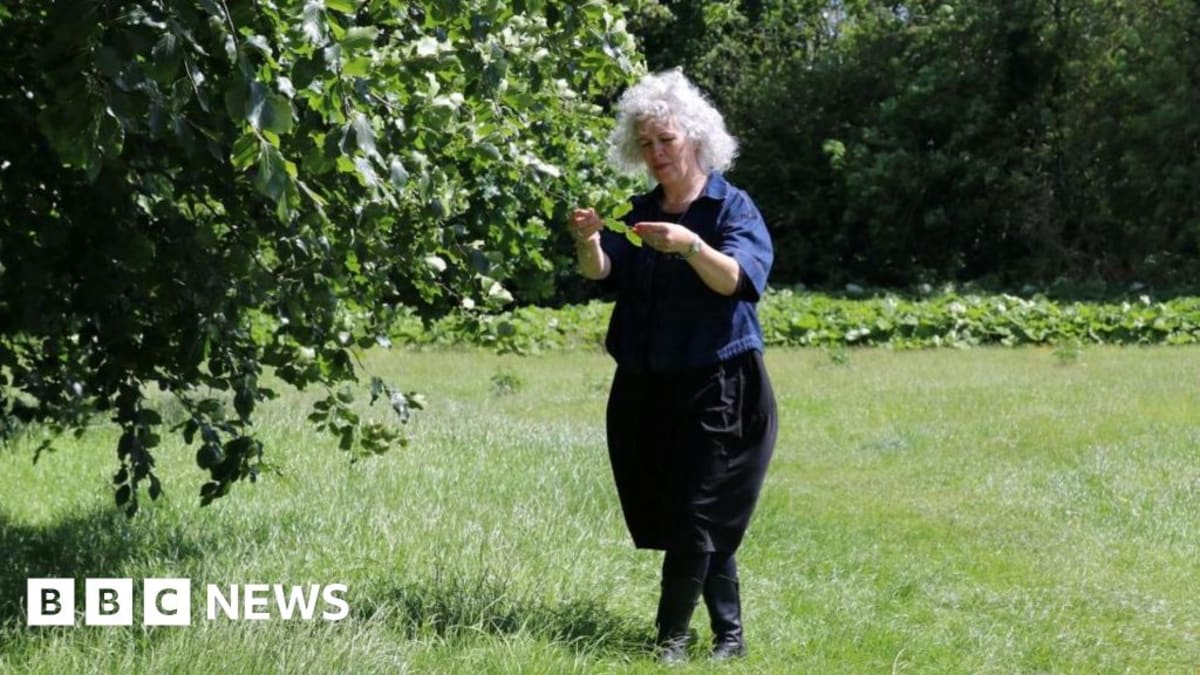 North Yorkshire Plans Countywide Tree Protection Policy