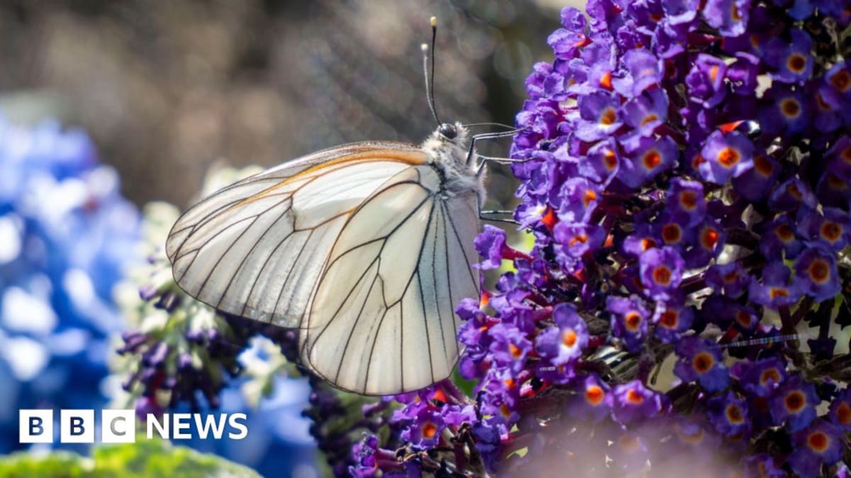 Dartmoor Zoo Brings 'Extinct' Butterfly Back to UK