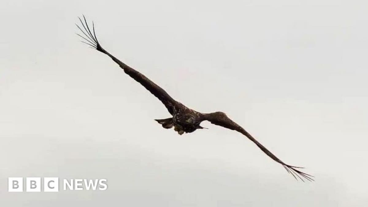 Broken-Wing Eagle Defies Odds, Soars Over Scotland Again