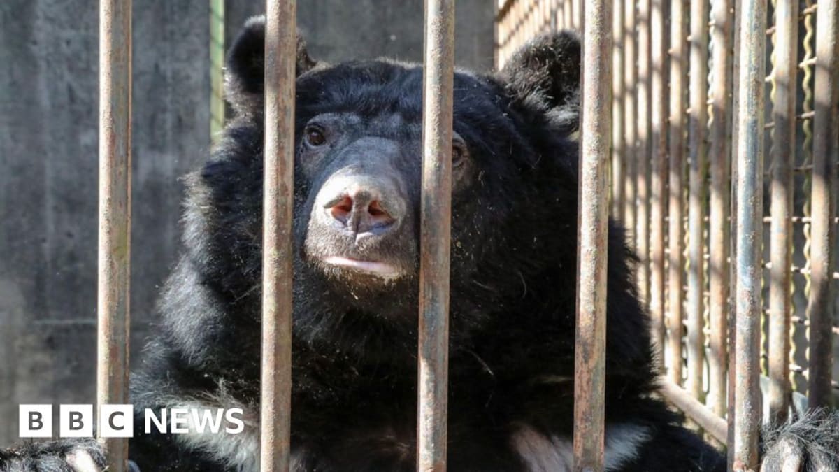 Moon bear resting at wildlife sanctuary preparing for rescue journey to new home