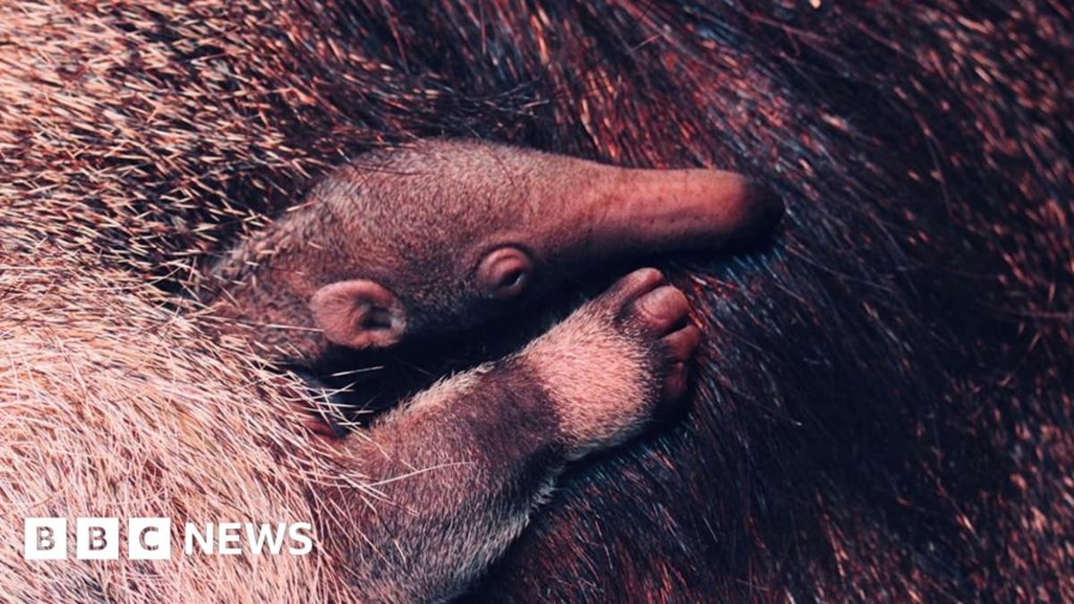 Small giant anteater pup with distinctive black and white striped fur clinging to mother's back