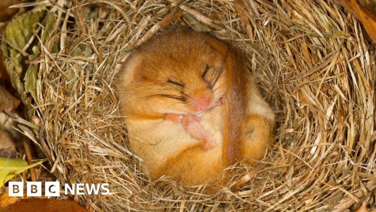 Tiny brown dormouse curled up sleeping inside deflated helium balloon rescued from tree