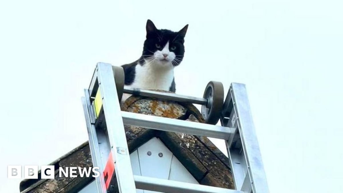 Firefighters Save Cat After 3 Days Stuck on Rooftop