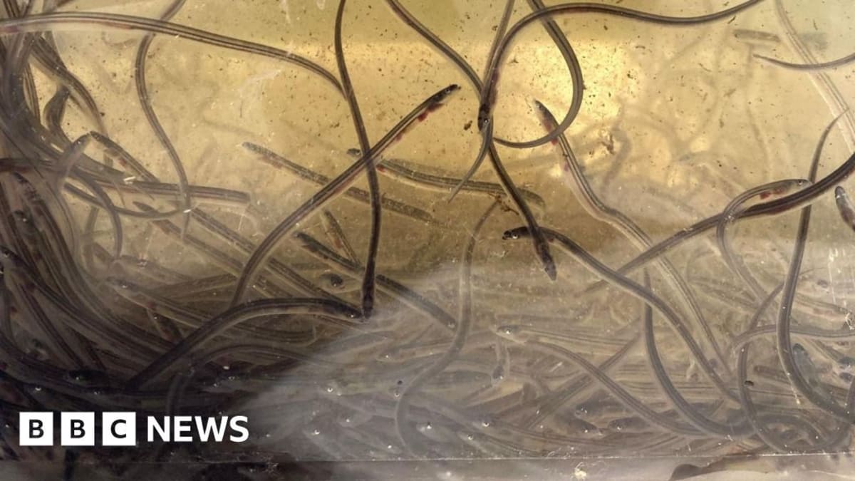 Translucent glass eels swimming in clear water during their Atlantic Ocean migration journey