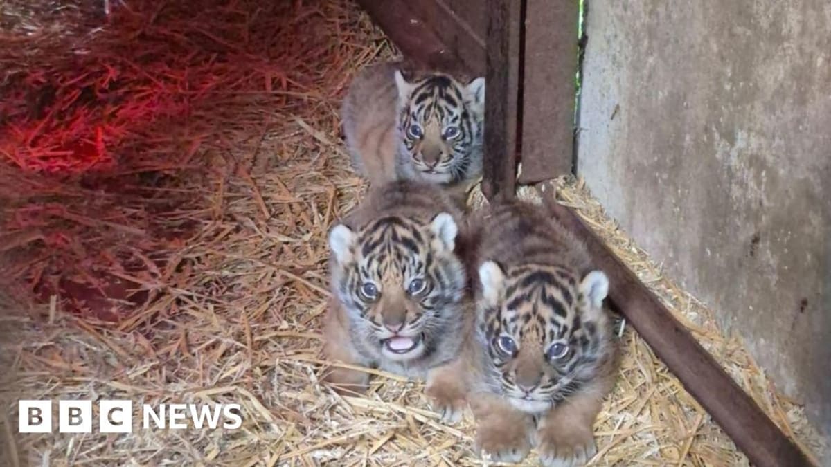 Four fluffy Sumatran tiger cubs huddled together at Howletts Wild Animal Park near Canterbury