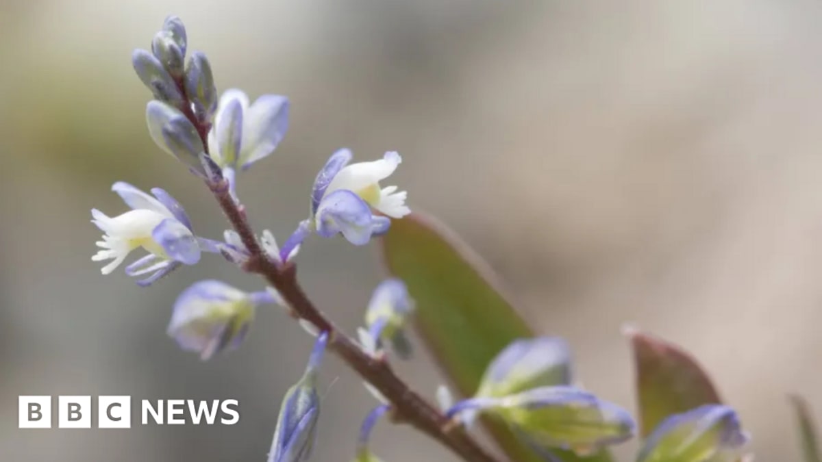 Kent Plant Rebounds from Near-Extinction with 1,245 Blooms