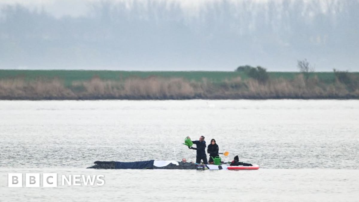 Rescue teams working in shallow coastal waters attempting to help stranded humpback whale near Wismar, Germany