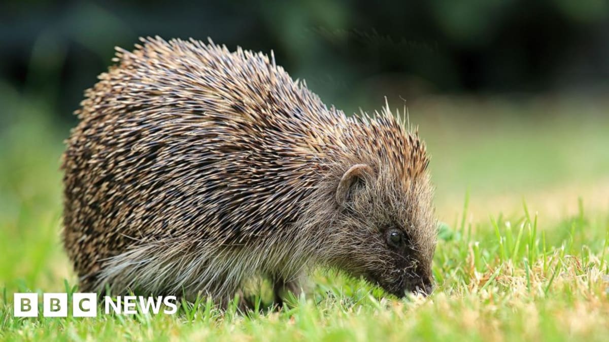 Satellite imagery showing detailed British countryside landscape with hedgerows mapped for hedgehog conservation