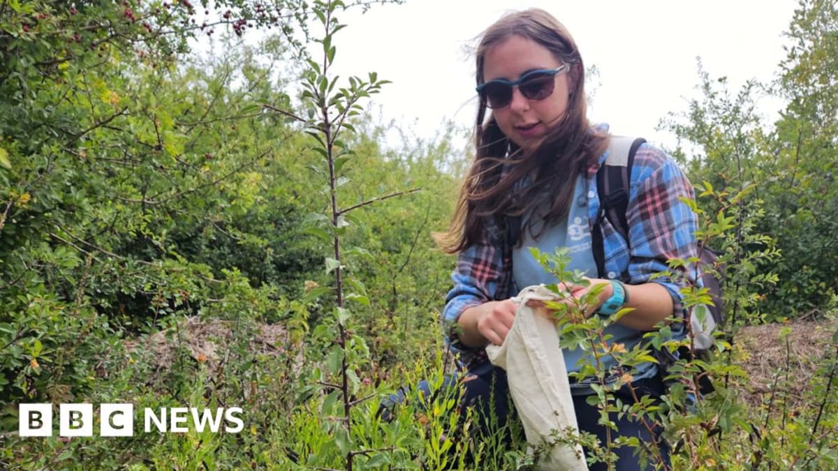Conservationist sorting native Welsh plant seeds in laboratory at National Botanical Garden