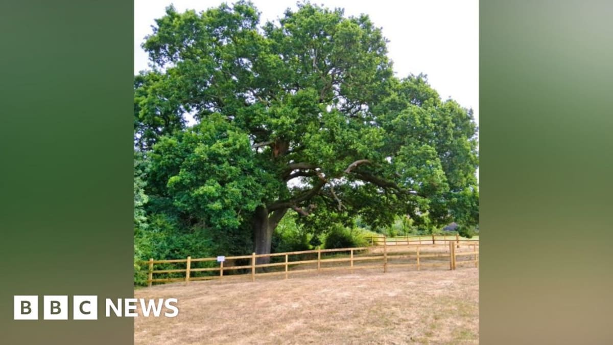 300-Year-Old Oak Tree Gets New Protection in Lincolnshire
