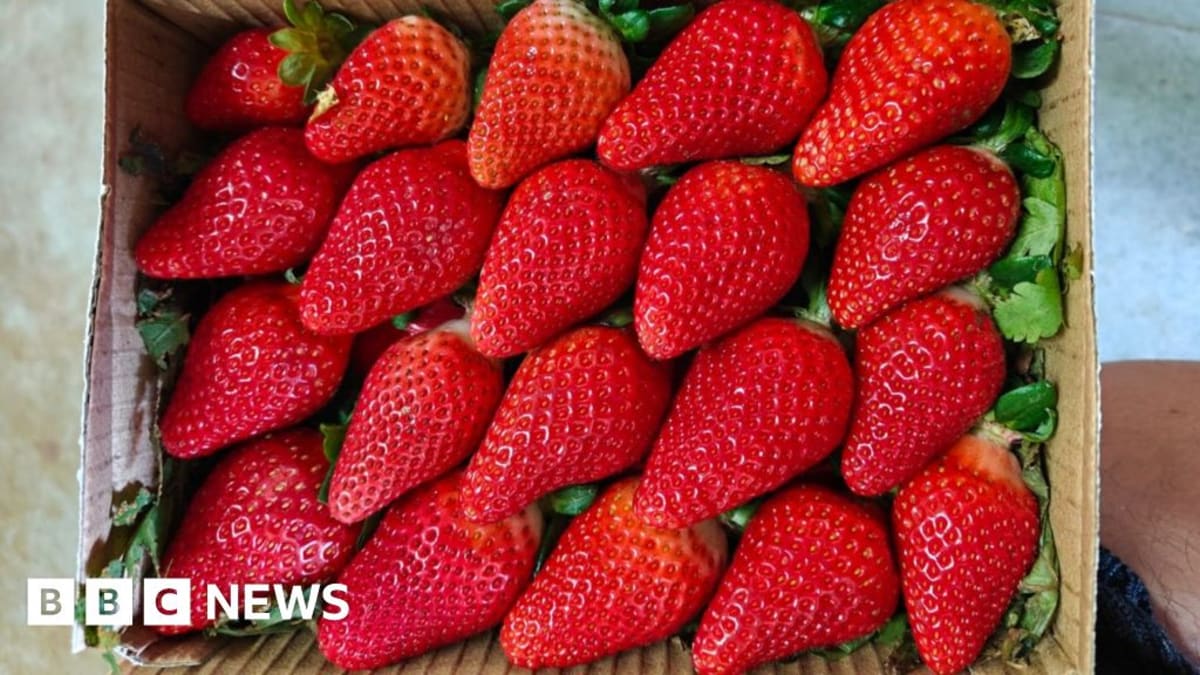 India Builds Year-Round Strawberry Farms With New Tech