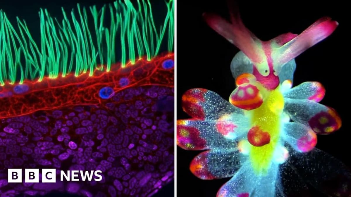 ** Colorful microscopic organisms swimming and spinning in magnified view under scientific microscope