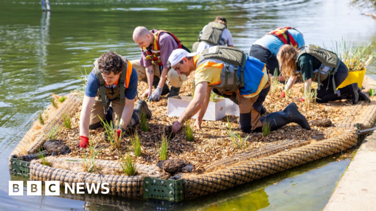 Floating Wetlands Restore Lost Coastal Ecosystems in UK