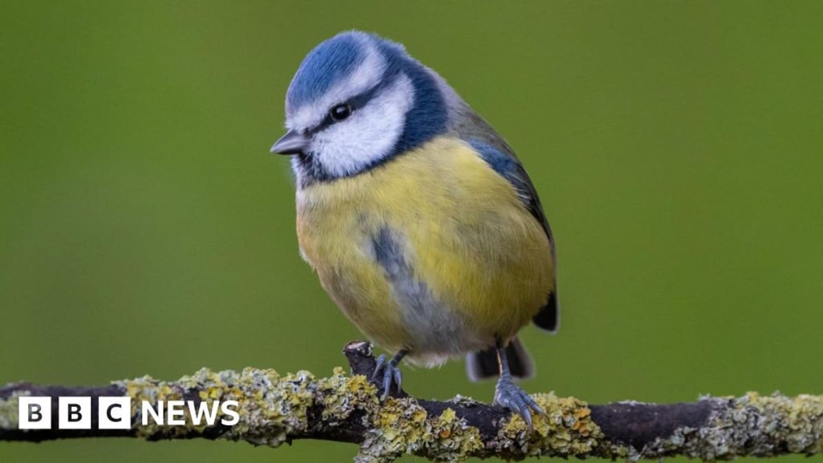 Surrey's Blue Tits Top Local Bird Count Despite National Trend