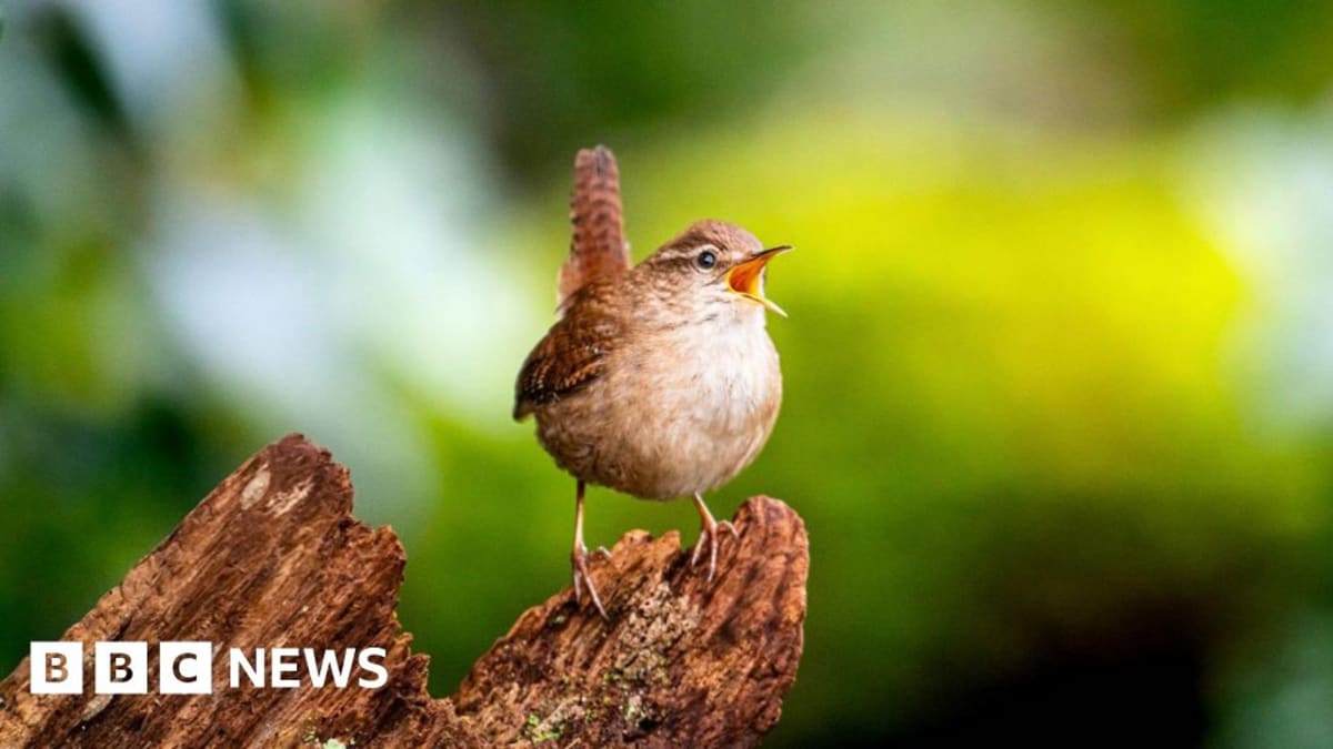 Scientists Crack the Code of Birdsong Across the Globe