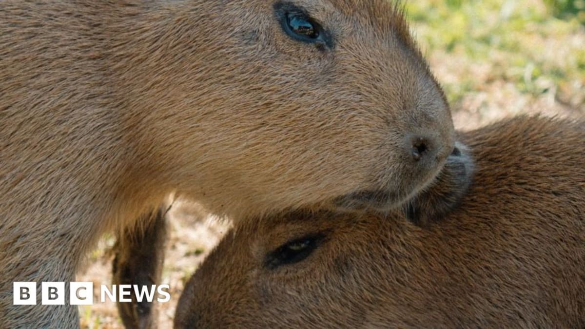 Two Capybara Pups Born at Longleat Safari Park