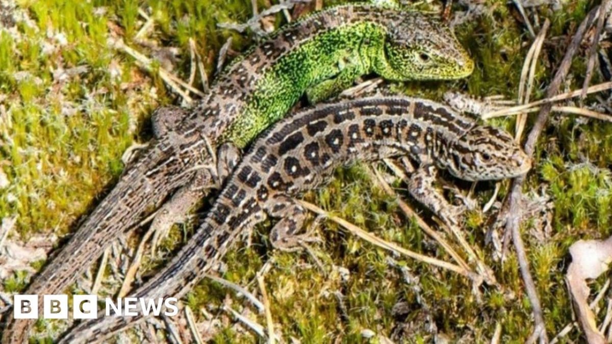 Community Saves 110 Acres of Rare Wildlife Habitat