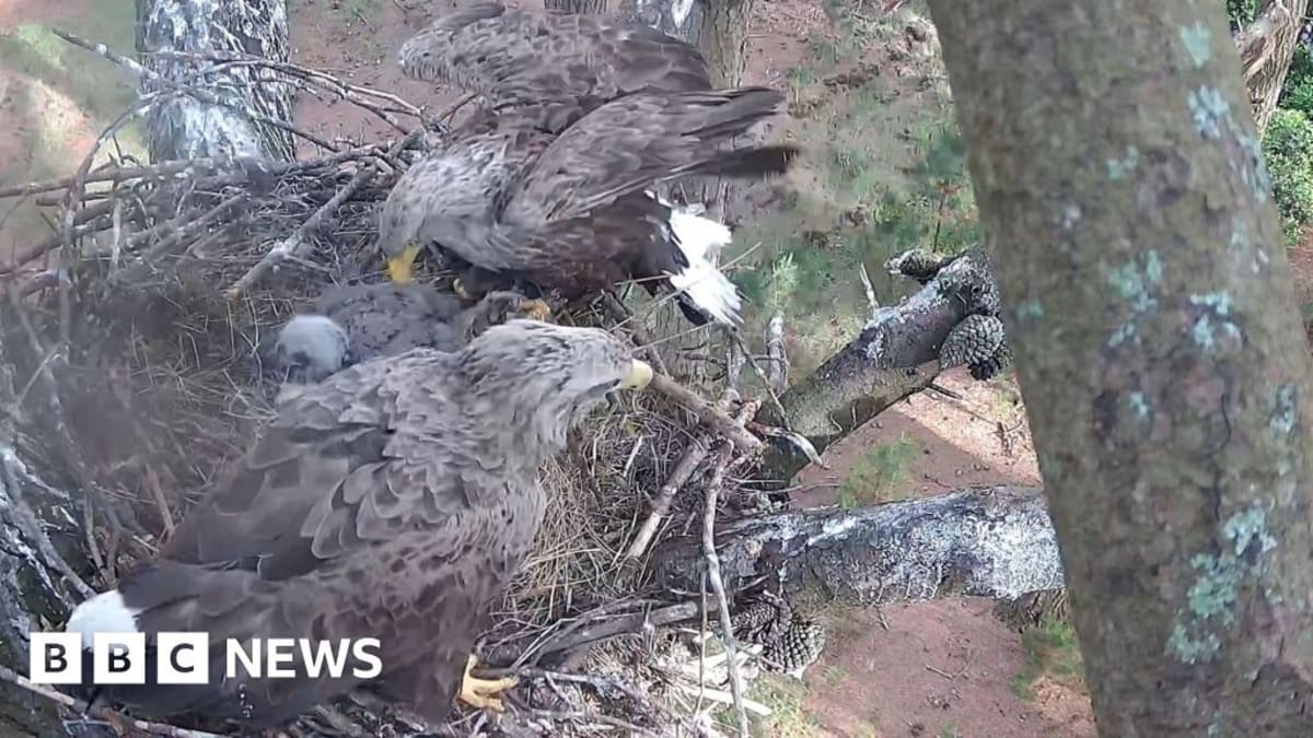 Young white-tailed eagle chick in nest with large wingspan, England conservation project