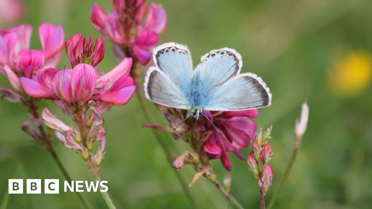Rare Species Return to UK Nature Reserves After Decades