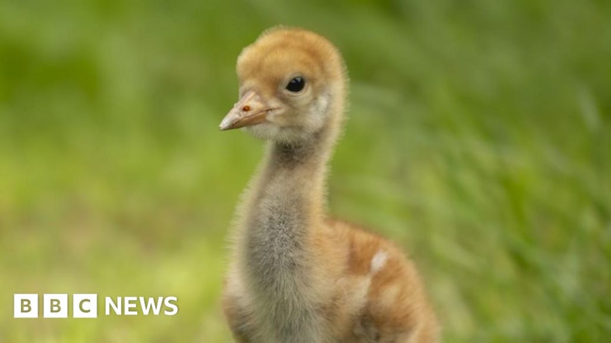 UK Crane Population Hits 250 After 400-Year Extinction