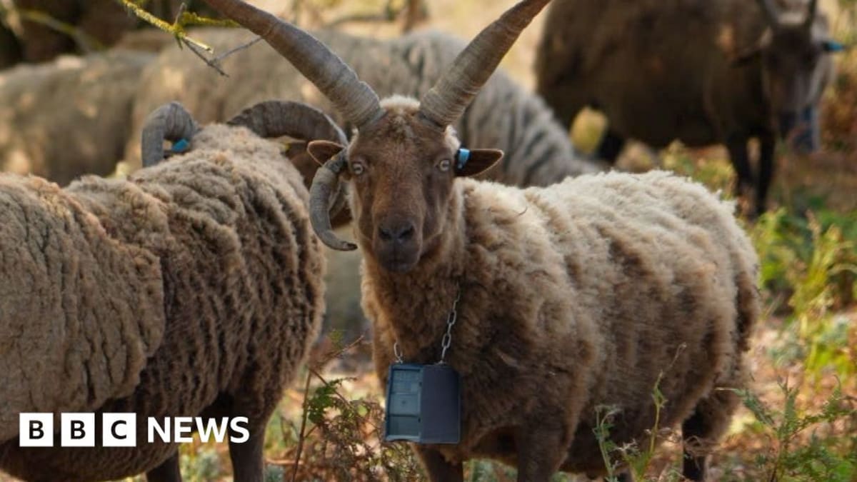 Shepherd holding smartphone showing GPS tracking app with sheep grazing on steep coastal cliffs in background