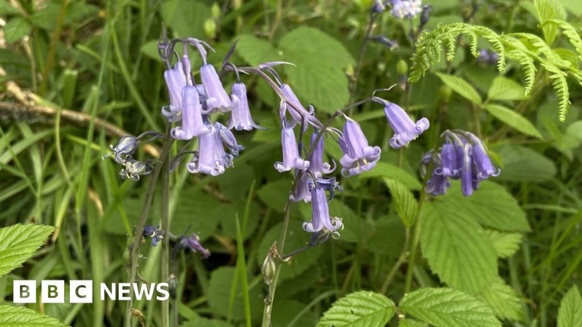UK Woodlands Ask Visitors to Help Bluebells Thrive