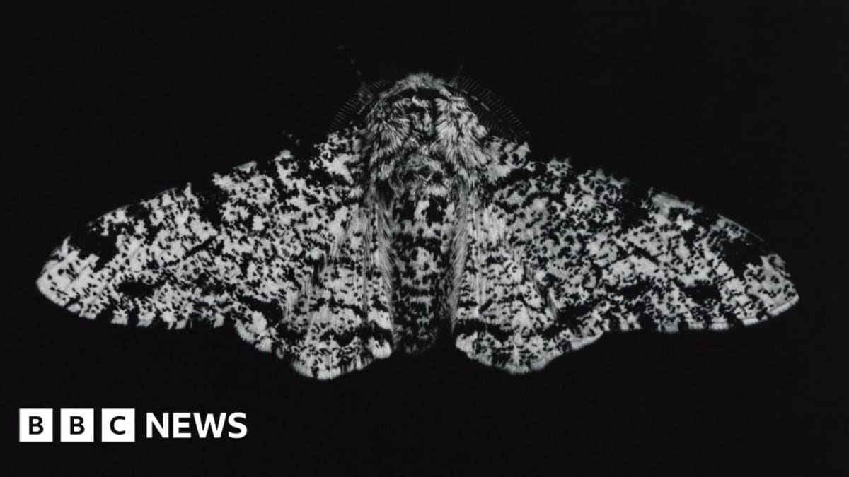 Cornwall Art Show Celebrates Moths' Climate Adaptation